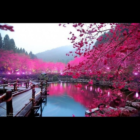 Meet your Posher, Denisse - Picture 1 of 1